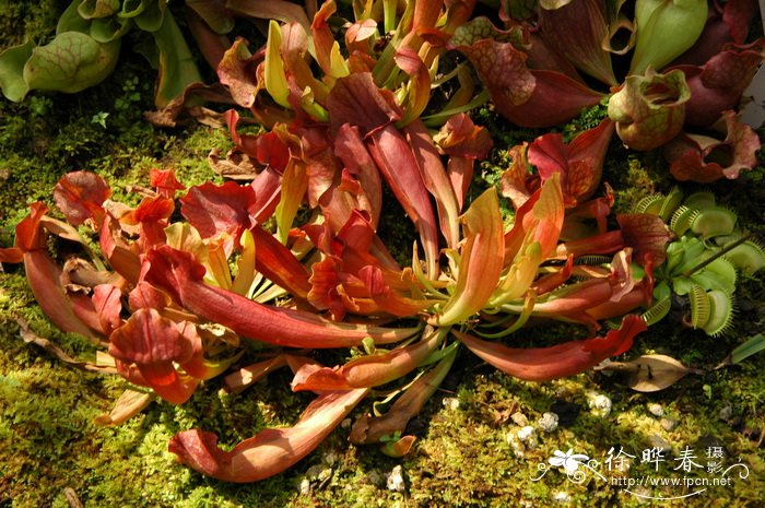 红瓶子草杂交种Sarracenia hybrida 红瓶子草杂交种Sarracenia hybrida