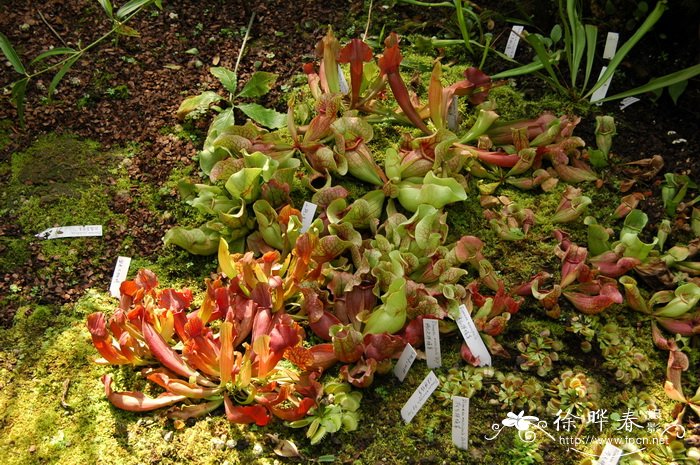 红瓶子草杂交种Sarracenia hybrida