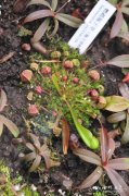 鹦鹉瓶子草sarracenia psittacina