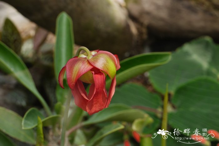 紫瓶子草Sarracenia purpurea