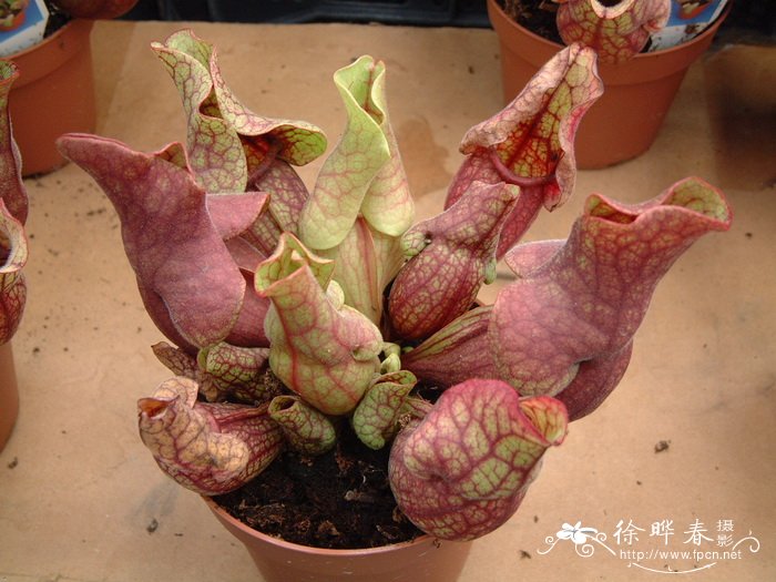 紫瓶子草Sarracenia purpurea