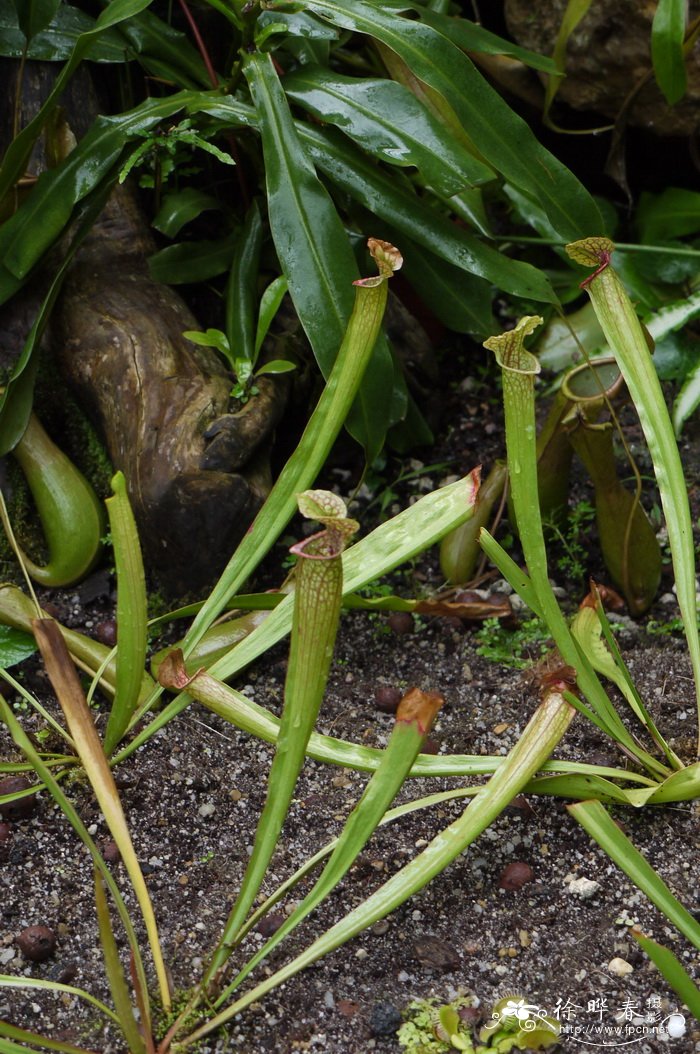 朱迪斯瓶子草Sarracenia x ‘Judith Hindle’ 朱迪斯瓶子草Sarracenia x ‘Judith Hindle’