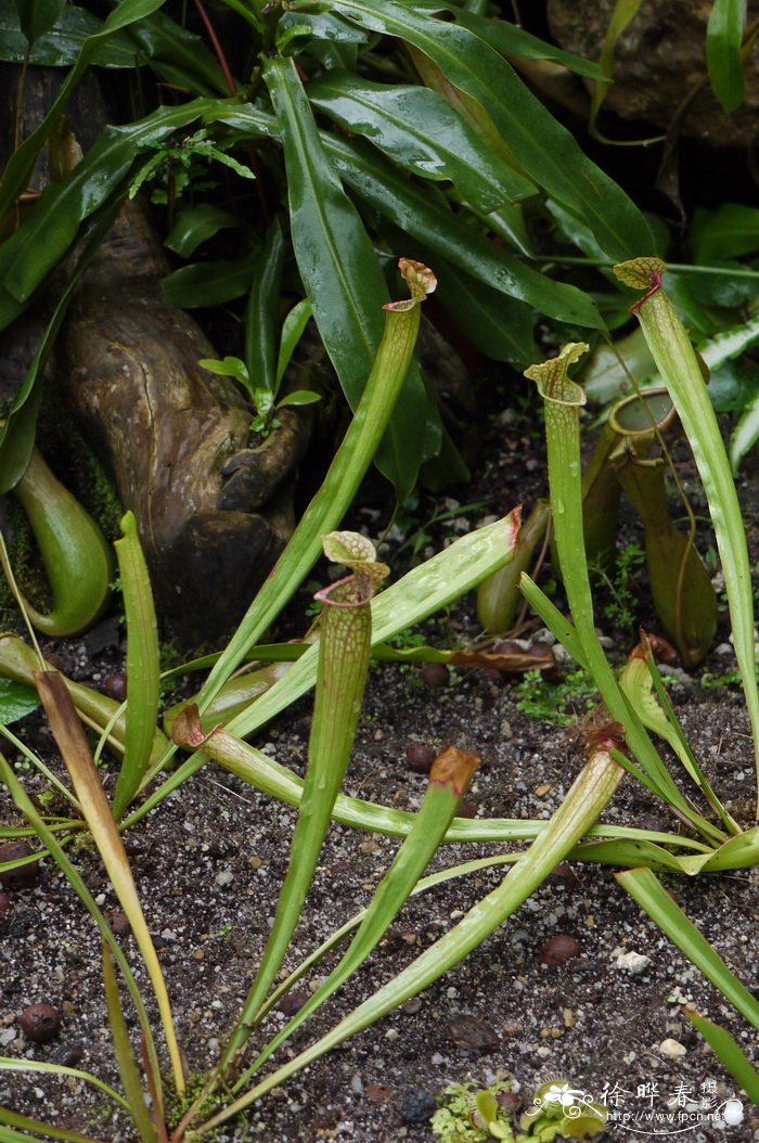 朱迪斯瓶子草Sarracenia x ‘Judith Hindle’