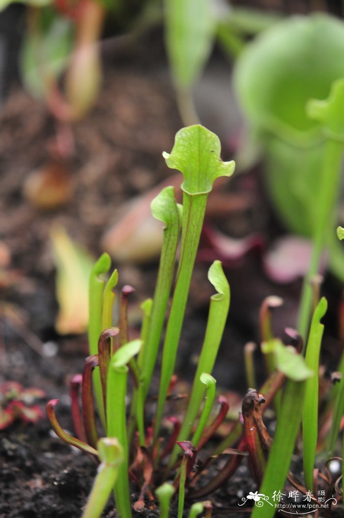 朱迪斯瓶子草Sarracenia x ‘Judith Hindle’