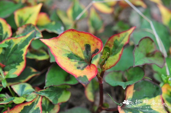 花叶鱼腥草Houttuynia cordata var. variegata 花叶鱼腥草Houttuynia cordata var. variegata