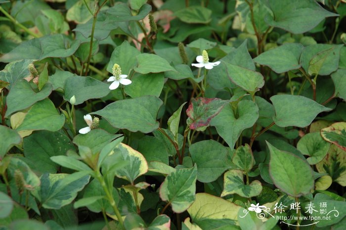 花叶鱼腥草Houttuynia cordata var. variegata 花叶鱼腥草Houttuynia cordata var. variegata