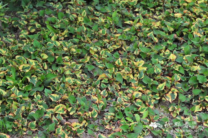 花叶鱼腥草Houttuynia cordata var. variegata