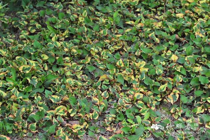 花叶鱼腥草Houttuynia cordata var. variegata 花叶鱼腥草Houttuynia cordata var. variegata