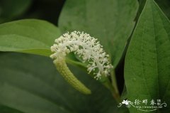 三白草Saururus chinensis