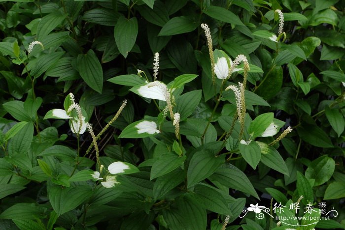 三白草Saururus chinensis