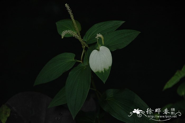 三白草Saururus chinensis