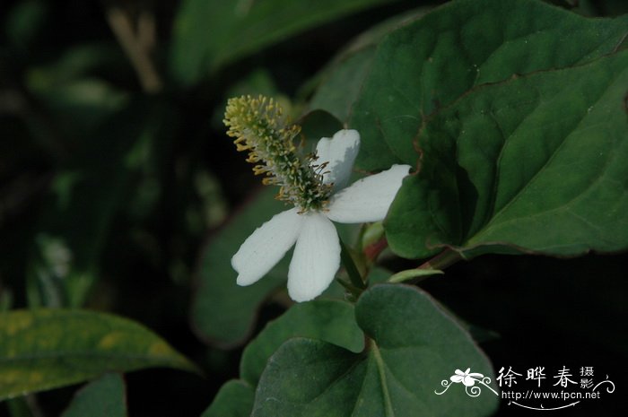 鱼腥草Houttuynia cordata 鱼腥草Houttuynia cordata