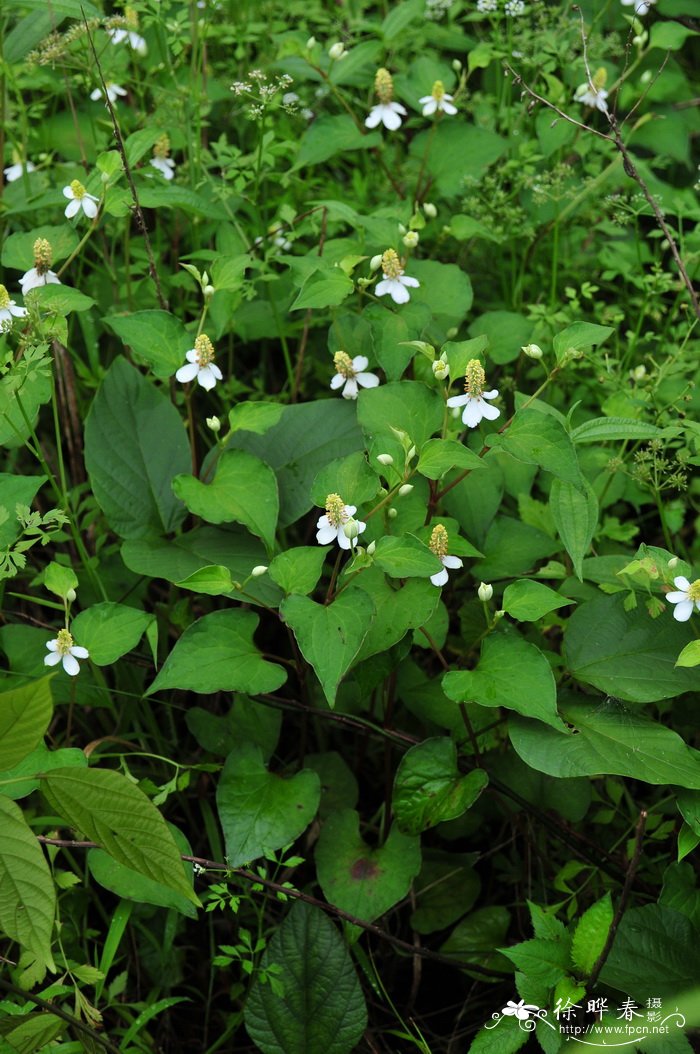 鱼腥草Houttuynia cordata 鱼腥草Houttuynia cordata