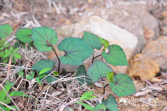 鱼腥草Houttuynia cordata 鱼腥草Houttuynia cordata