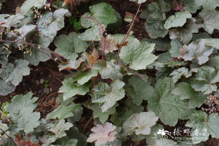 小花肾形草Heuchera micrantha