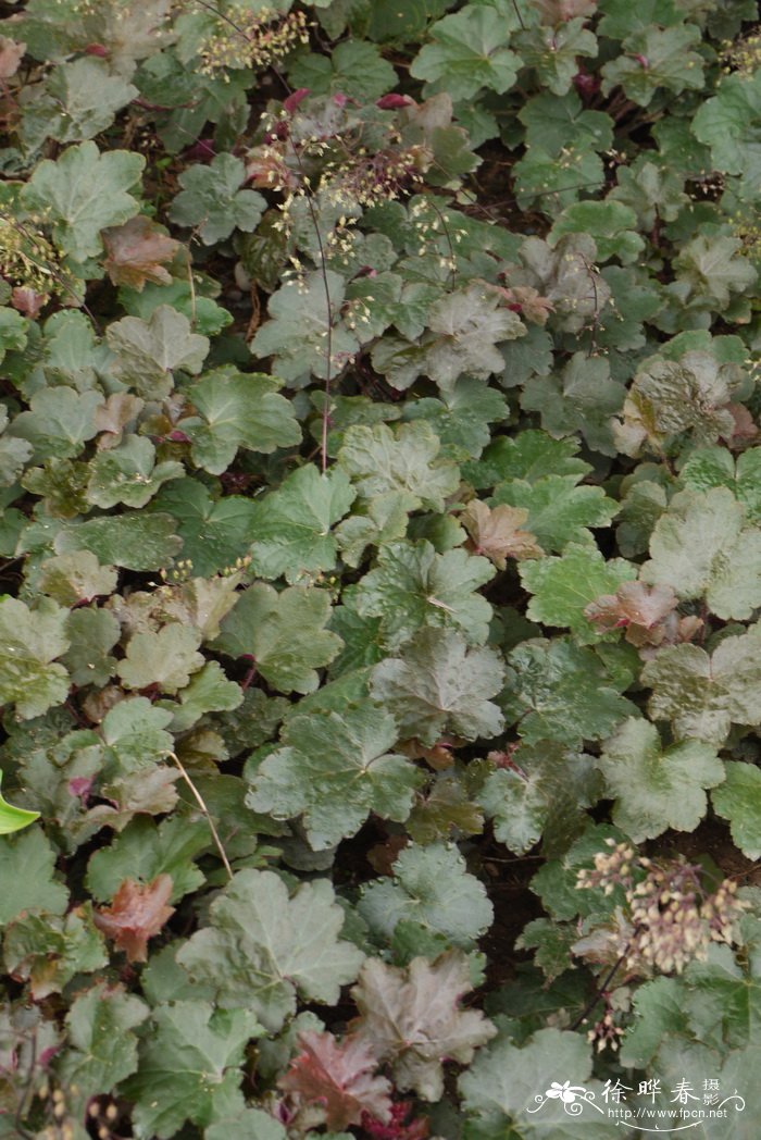 小花肾形草Heuchera micrantha