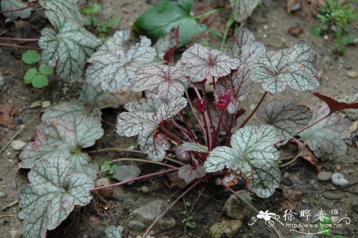 红肾形草Heuchera sanguinea