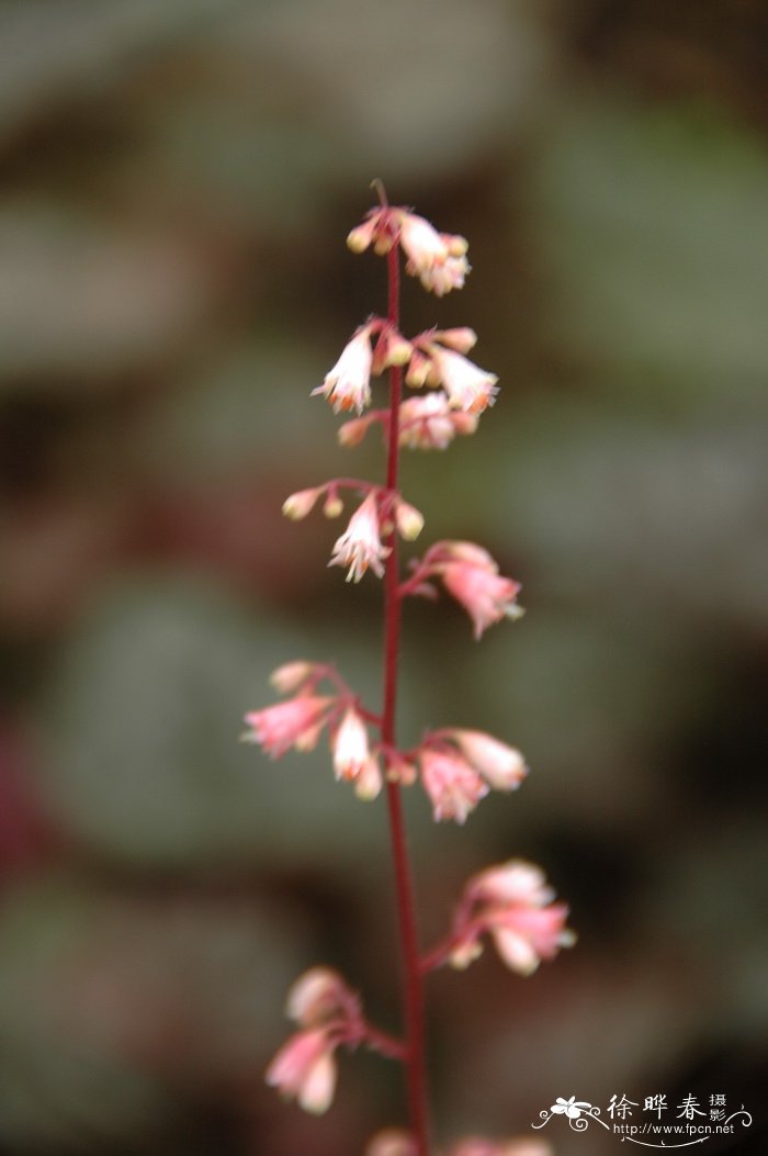 红肾形草Heuchera sanguinea