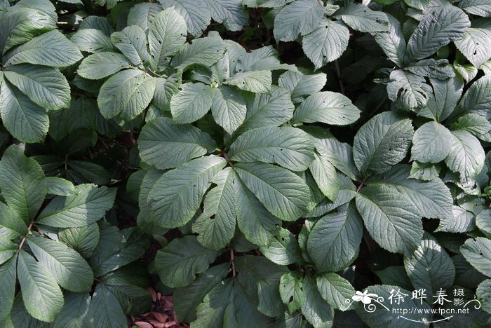 羽叶鬼灯檠Rodgersia pinnata