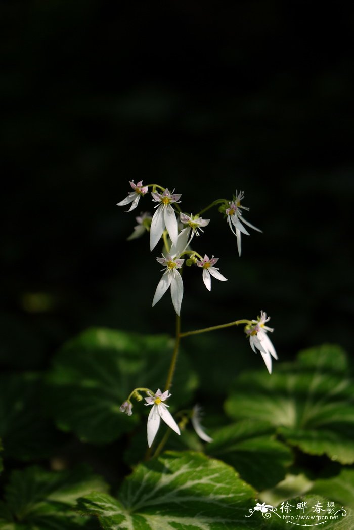 虎耳草Saxifraga stolonifera