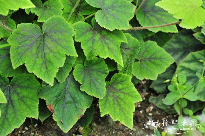 黄水枝Tiarella polyphylla 黄水枝Tiarella polyphylla