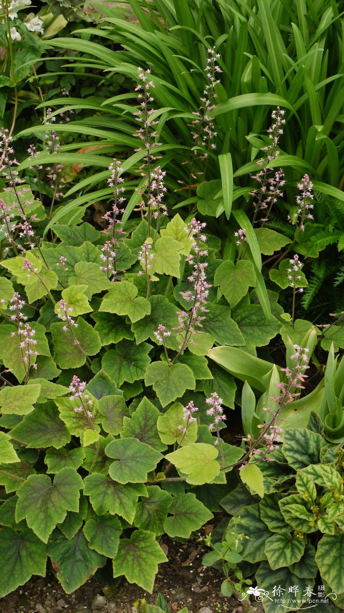 黄水枝Tiarella polyphylla 黄水枝Tiarella polyphylla