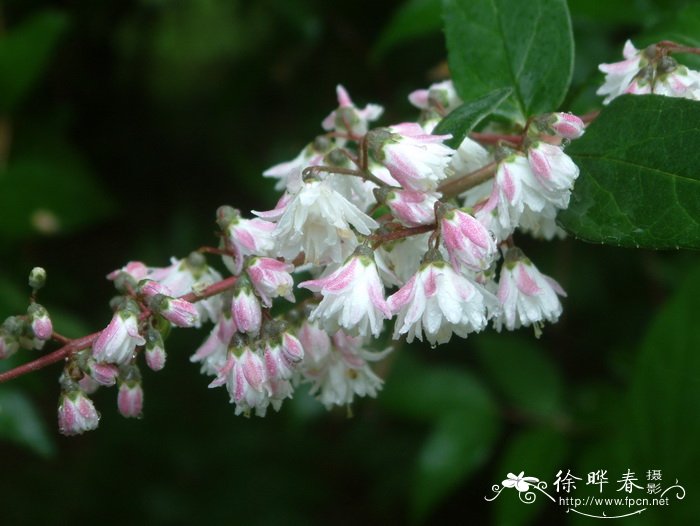 齿叶溲疏Deutzia crenata 齿叶溲疏Deutzia crenata