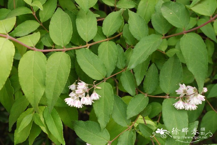 齿叶溲疏Deutzia crenata 齿叶溲疏Deutzia crenata