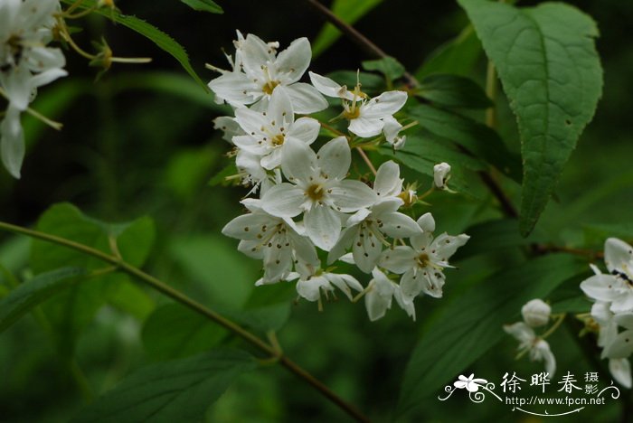 异色溲疏Deutzia discolor 异色溲疏Deutzia discolor