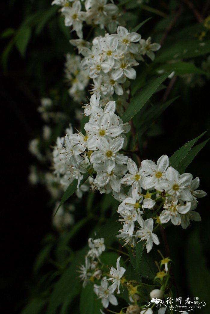 异色溲疏Deutzia discolor 异色溲疏Deutzia discolor