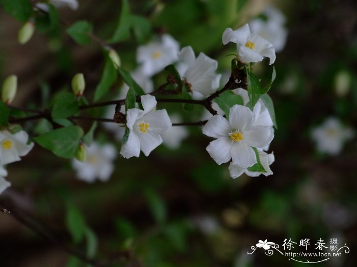 大花溲疏Deutzia grandiflora 大花溲疏Deutzia grandiflora