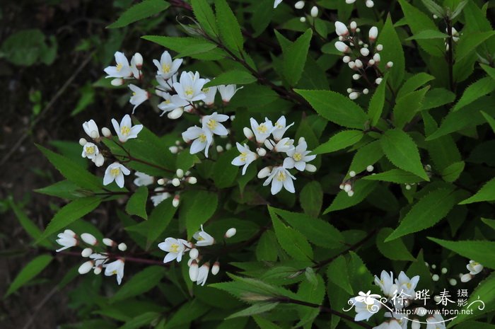 冰生溲疏Deutzia gracilis 冰生溲疏Deutzia gracilis