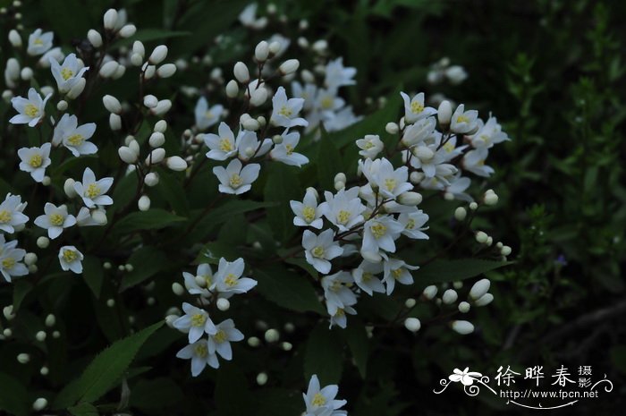冰生溲疏Deutzia gracilis 冰生溲疏Deutzia gracilis