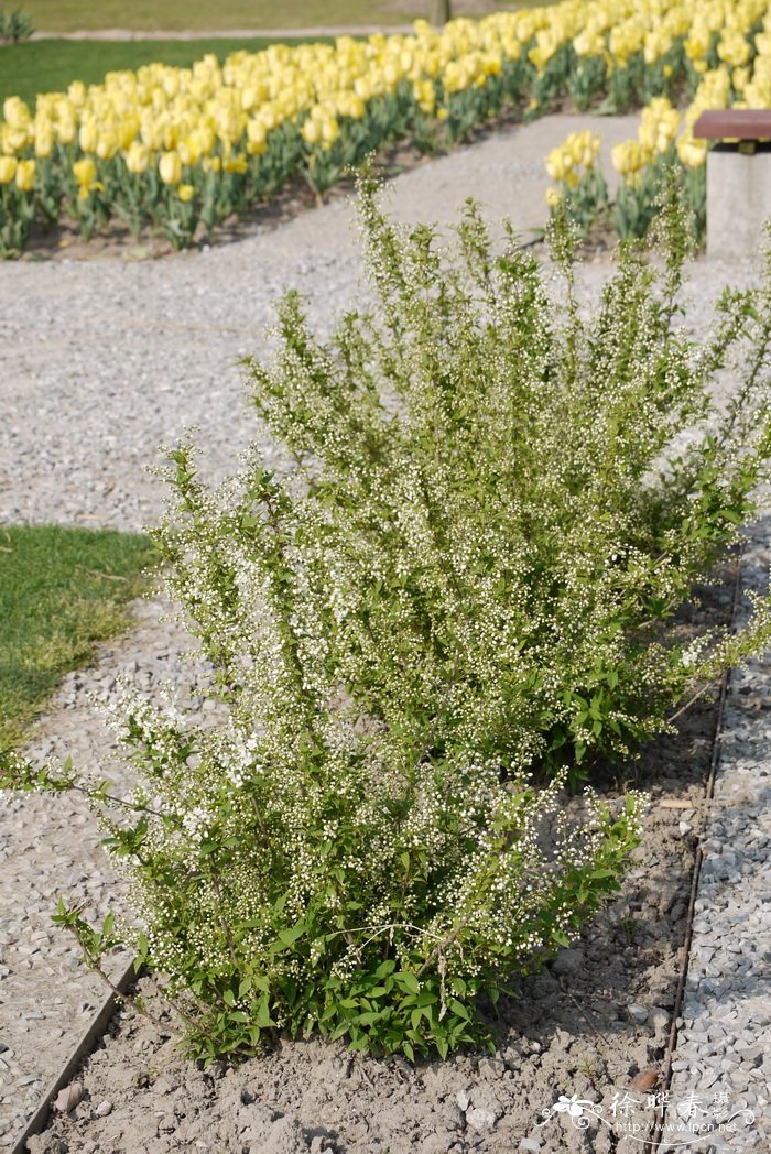 冰生溲疏Deutzia gracilis 冰生溲疏Deutzia gracilis
