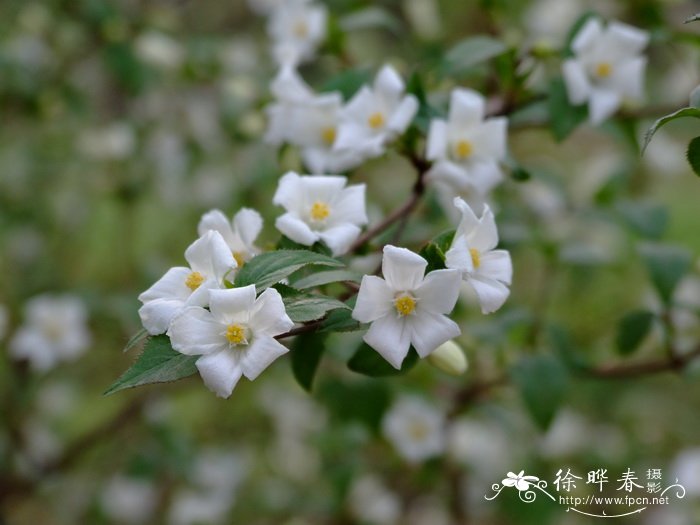 大花溲疏Deutzia grandiflora 大花溲疏Deutzia grandiflora