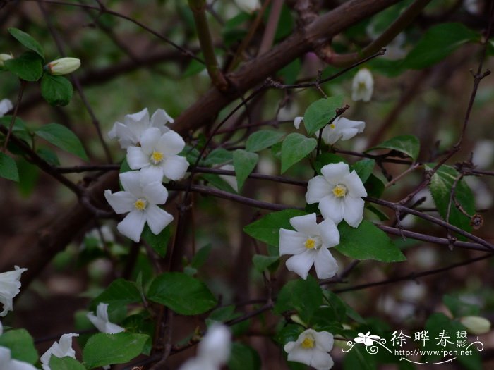 大花溲疏Deutzia grandiflora 大花溲疏Deutzia grandiflora