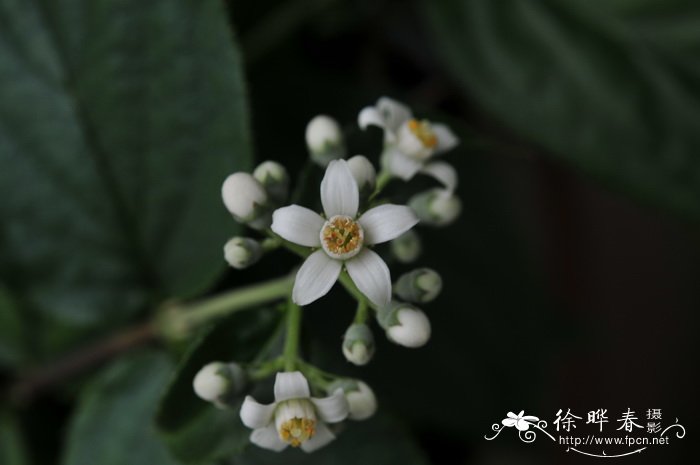 川溲疏Deutzia setchuenensis 川溲疏Deutzia setchuenensis