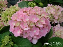 八仙花Hydrangea macrophylla