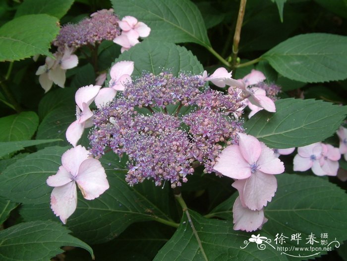 八仙花Hydrangea macrophylla