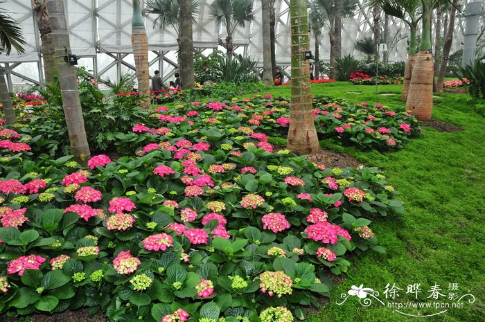 八仙花Hydrangea macrophylla