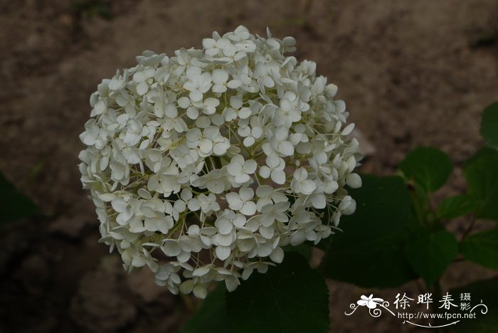 雪山八仙花Hydrangea arborescens 'Annabelle' 雪山八仙花Hydrangea arborescens 'Annabelle'