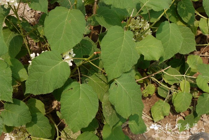 雪山八仙花Hydrangea arborescens 'Annabelle'