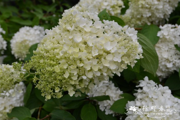 圆锥绣球Hydrangea paniculata 圆锥绣球Hydrangea paniculata