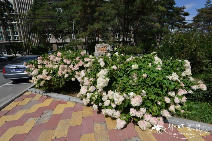 圆锥绣球Hydrangea paniculata 圆锥绣球Hydrangea paniculata