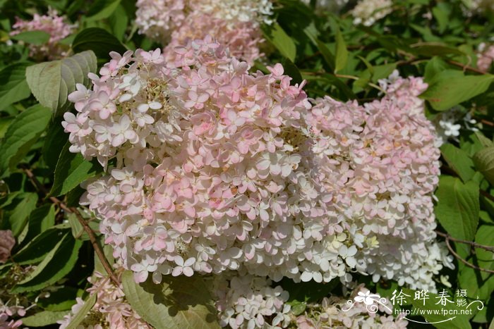 圆锥绣球Hydrangea paniculata 圆锥绣球Hydrangea paniculata