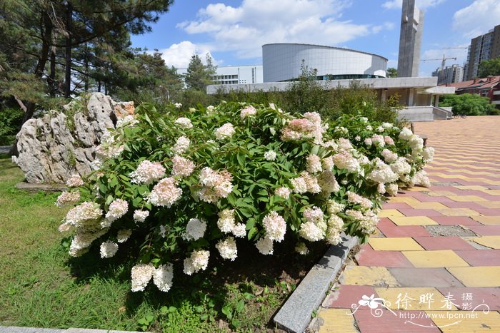 圆锥绣球Hydrangea paniculata 圆锥绣球Hydrangea paniculata