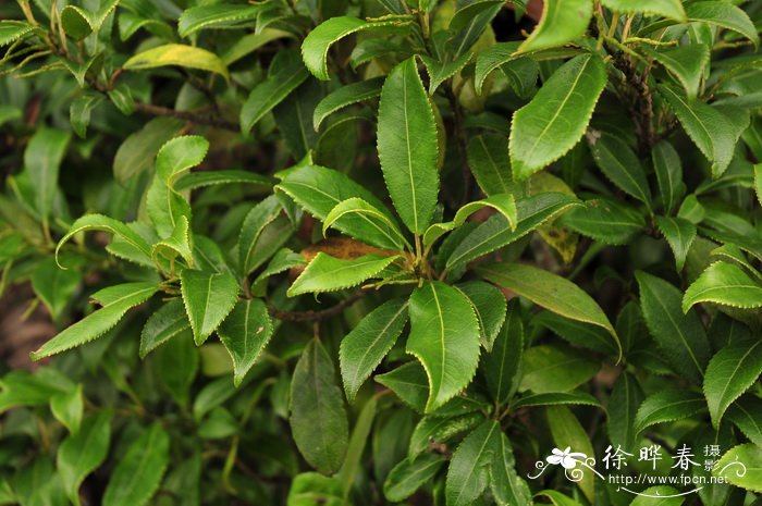 腺鼠刺Itea glutinosa 腺鼠刺Itea glutinosa
