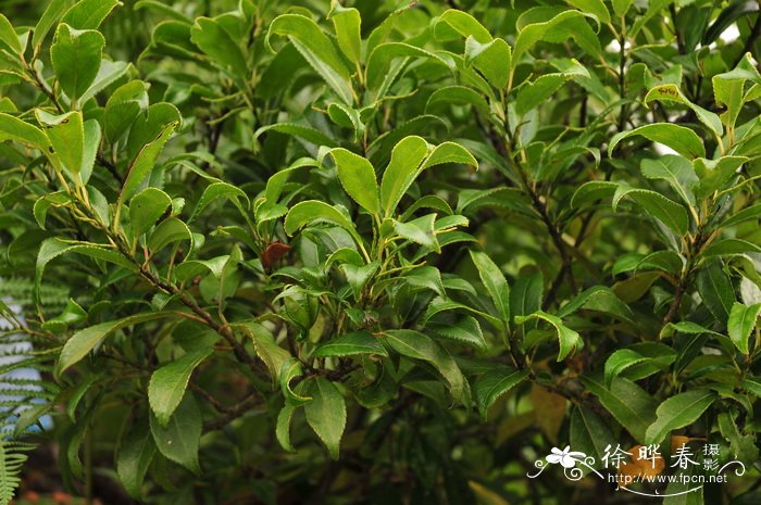 腺鼠刺Itea glutinosa 腺鼠刺Itea glutinosa