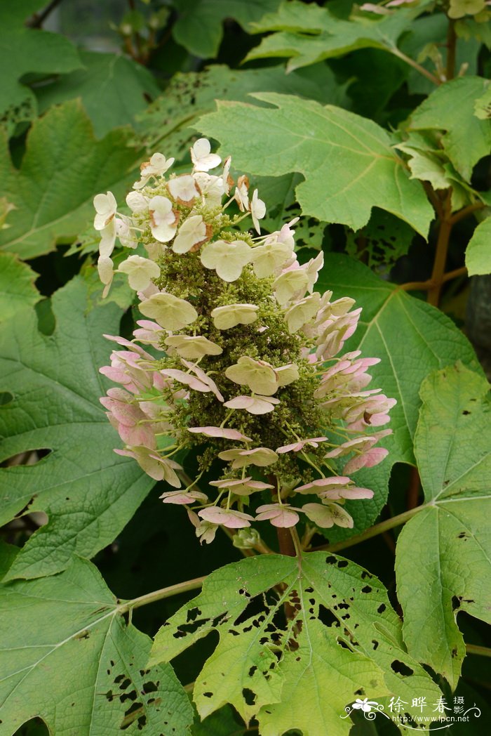栎叶绣球Hydrangea quercifolia 栎叶绣球Hydrangea quercifolia