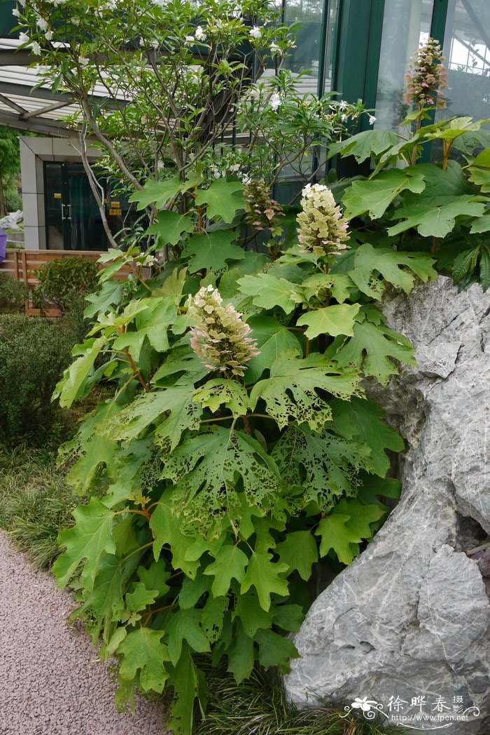 栎叶绣球Hydrangea quercifolia 栎叶绣球Hydrangea quercifolia